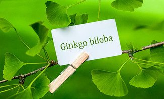 Гинкго Билоба и его польза для здоровья